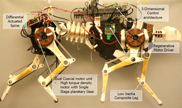 Cheetah1